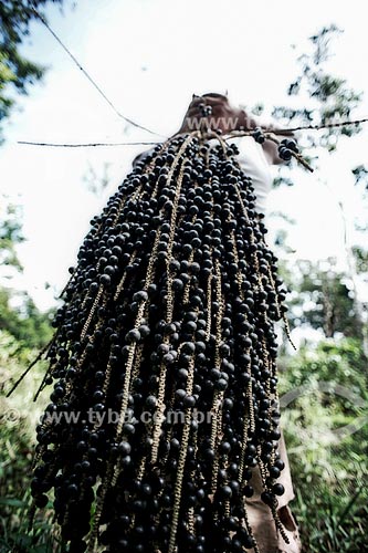  Subject: Acai bunch / Place: Acre state (AC) - Brazil / Date: 05/2013 