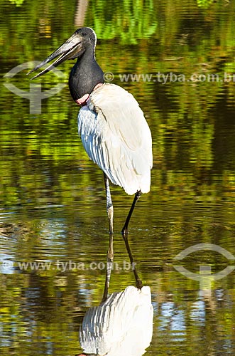  Subject: Jabiru (Jabiru mycteria) - Abobral River wetland / Place: Mato Grosso do Sul state (MS) - Brazil / Date: 11/2011 