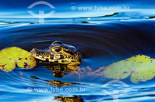  Subject: Yacare caiman pup (caiman crocodilus yacare) - Abobral River wetland / Place: Mato Grosso do Sul state (MS) - Brazil / Date: 11/2011 