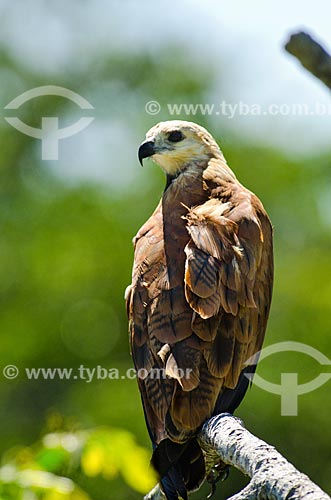  Subject: Black-collared Hawk (Busarellus nigricollis) - Pantanal Park Road / Place: Corumba city - Mato Grosso do Sul state (MS) - Brazil / Date: 11/2011 
