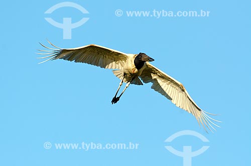  Subject: Jabiru (Jabiru mycteria) flying near to Pantanal Park Road / Place: Corumba city - Mato Grosso do Sul state (MS) - Brazil / Date: 11/2011 