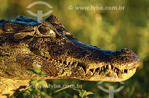  Subject: Yacare caiman (caiman crocodilus yacare) - Pantanal Park Road / Place: Corumba city - Mato Grosso do Sul state (MS) - Brazil / Date: 11/2011 