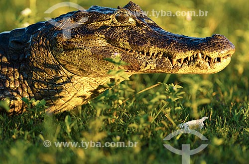  Subject: Yacare caiman (caiman crocodilus yacare) - Pantanal Park Road / Place: Corumba city - Mato Grosso do Sul state (MS) - Brazil / Date: 11/2011 