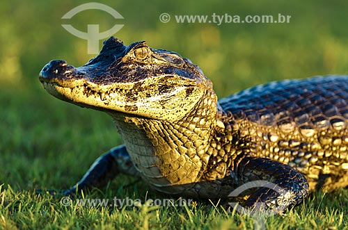  Subject: Yacare caiman (caiman crocodilus yacare) - Pantanal Park Road / Place: Corumba city - Mato Grosso do Sul state (MS) - Brazil / Date: 11/2011 