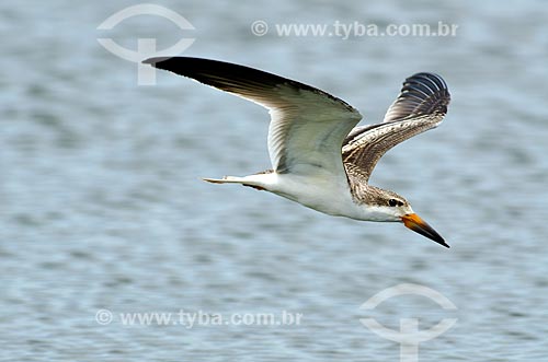  Subject: Black skimmer (Rynchops niger) - Pantanal Park Road / Place: Corumba city - Mato Grosso do Sul state (MS) - Brazil / Date: 11/2011 