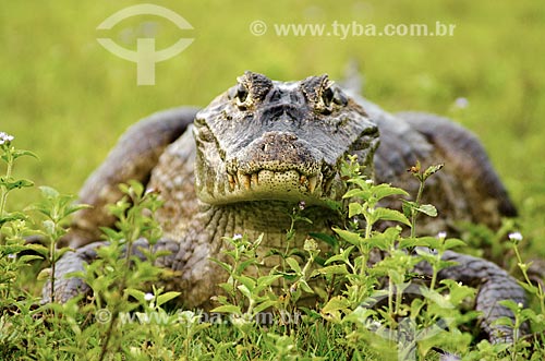  Subject: Yacare caiman (caiman crocodilus yacare) - Pantanal Park Road / Place: Corumba city - Mato Grosso do Sul state (MS) - Brazil / Date: 11/2011 