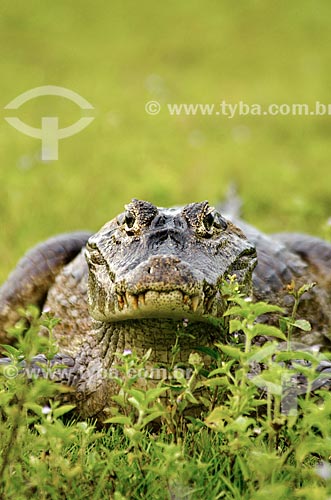  Subject: Yacare caiman (caiman crocodilus yacare) - Pantanal Park Road / Place: Corumba city - Mato Grosso do Sul state (MS) - Brazil / Date: 11/2011 