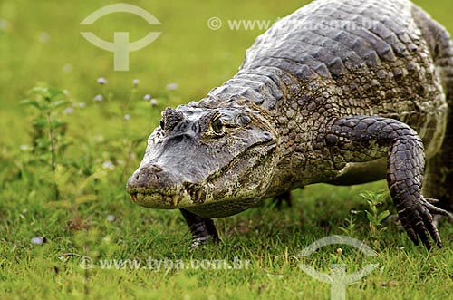  Subject: Yacare caiman (caiman crocodilus yacare) - Pantanal Park Road / Place: Corumba city - Mato Grosso do Sul state (MS) - Brazil / Date: 11/2011 