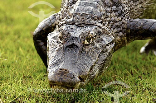  Subject: Yacare caiman (caiman crocodilus yacare) - Pantanal Park Road / Place: Corumba city - Mato Grosso do Sul state (MS) - Brazil / Date: 11/2011 