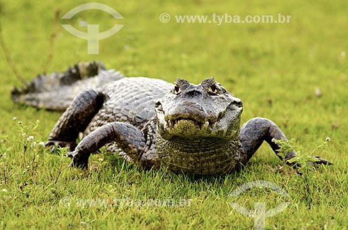  Subject: Yacare caiman (caiman crocodilus yacare) - Pantanal Park Road / Place: Corumba city - Mato Grosso do Sul state (MS) - Brazil / Date: 11/2011 