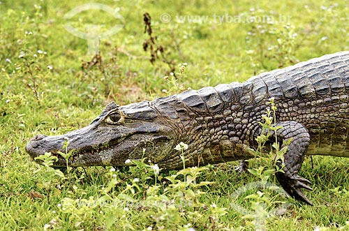  Subject: Yacare caiman (caiman crocodilus yacare) - Pantanal Park Road / Place: Corumba city - Mato Grosso do Sul state (MS) - Brazil / Date: 11/2011 