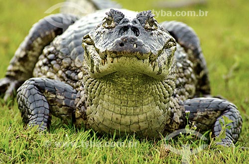  Subject: Yacare caiman (caiman crocodilus yacare) - Pantanal Park Road / Place: Corumba city - Mato Grosso do Sul state (MS) - Brazil / Date: 11/2011 