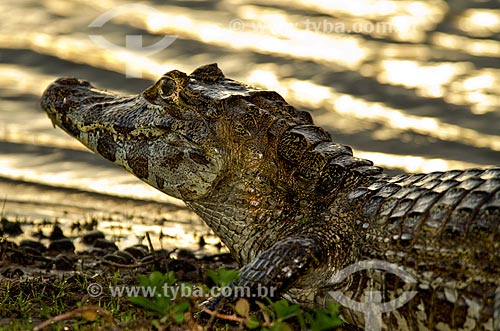  Subject: Yacare caiman (caiman crocodilus yacare) - Pantanal Park Road / Place: Corumba city - Mato Grosso do Sul state (MS) - Brazil / Date: 11/2011 