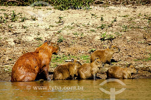  Subject: Capybara family (Hydrochoerus hydrochaeris) - Pantanal Park Road / Place: Corumba city - Mato Grosso do Sul state (MS) - Brazil / Date: 11/2011 