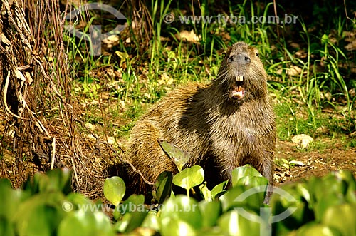  Subject: Capybara (Hydrochoerus hydrochaeris) - Pantanal Park Road / Place: Corumba city - Mato Grosso do Sul state (MS) - Brazil / Date: 11/2011 