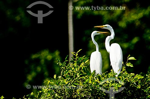  Subject: Great egret (Ardea alba) - Pantanal Park Road / Place: Corumba city - Mato Grosso do Sul state (MS) - Brazil / Date: 11/2011 