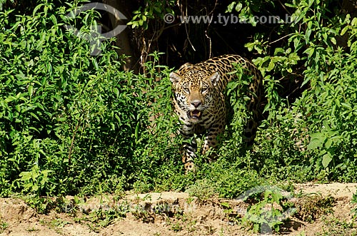  Subject: Jaguar (Panthera onca) on the banks of the Miranda River / Place: Corumba city - Mato Grosso do Sul state (MS) - Brazil / Date: 11/2011 