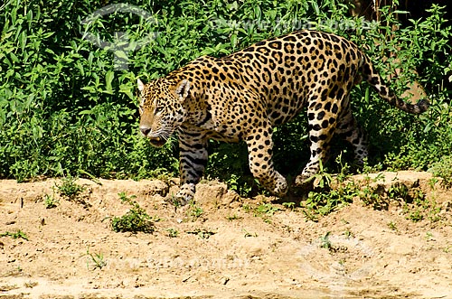  Subject: Jaguar (Panthera onca) on the banks of the Miranda River / Place: Corumba city - Mato Grosso do Sul state (MS) - Brazil / Date: 11/2011 