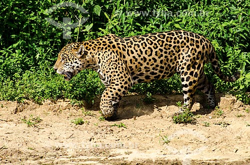  Subject: Jaguar (Panthera onca) on the banks of the Miranda River / Place: Corumba city - Mato Grosso do Sul state (MS) - Brazil / Date: 11/2011 