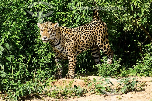  Subject: Jaguar (Panthera onca) on the banks of the Miranda River / Place: Corumba city - Mato Grosso do Sul state (MS) - Brazil / Date: 11/2011 