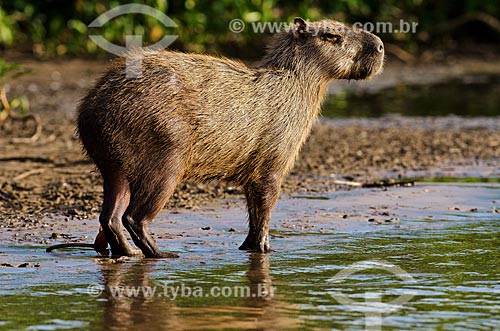  Subject: Capybara (Hydrochoerus hydrochaeris) -  on the banks of Miranda River / Place: Corumba city - Mato Grosso do Sul state (MS) - Brazil / Date: 11/2011 