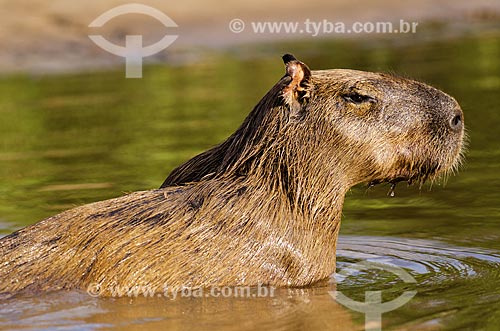  Subject: Capybara (Hydrochoerus hydrochaeris) -  on the banks of Miranda River / Place: Corumba city - Mato Grosso do Sul state (MS) - Brazil / Date: 11/2011 