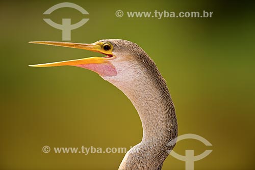  Subject: Anhinga (Anhinga anhinga) - also known as snakebird, darter, american darter or water turkey - Pantanal Park Road / Place: Corumba city - Mato Grosso do Sul state (MS) - Brazil / Date: 10/2012 