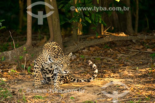  Subject: Jaguar (Panthera onca) / Place: Mato Grosso state (MT) - Brazil / Date: 10/2012 