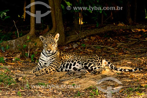 Subject: Jaguar (Panthera onca) / Place: Mato Grosso state (MT) - Brazil / Date: 10/2012 