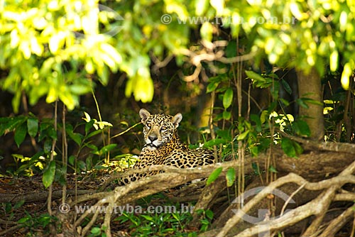  Subject: Jaguar (Panthera onca) / Place: Mato Grosso state (MT) - Brazil / Date: 10/2012 