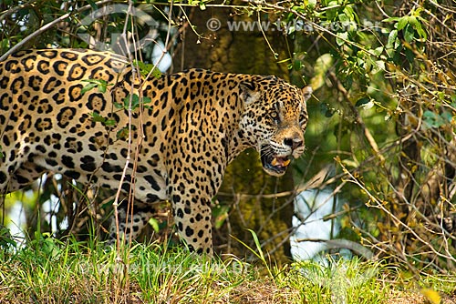  Subject: Jaguar (Panthera onca) / Place: Mato Grosso state (MT) - Brazil / Date: 10/2012 