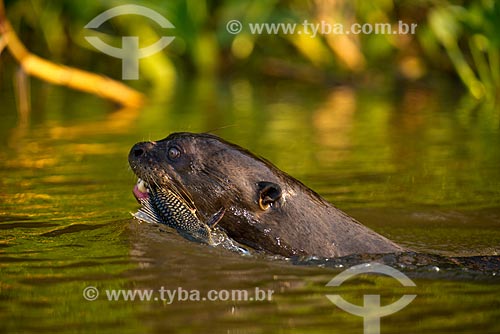  Subject: Giant otter (Pteronura brasiliensis) - Pantanal Park Road / Place: Corumba city - Mato Grosso do Sul state (MS) - Brazil / Date: 10/2012 