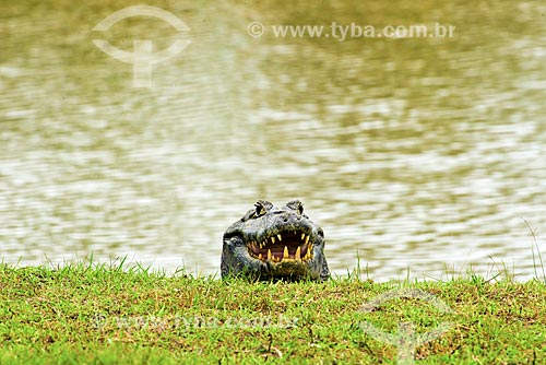  Subject: Yacare caimans (caiman crocodilus yacare) / Place: Pocone city - Mato Grosso state (MT) - Brazil / Date: 10/2012 