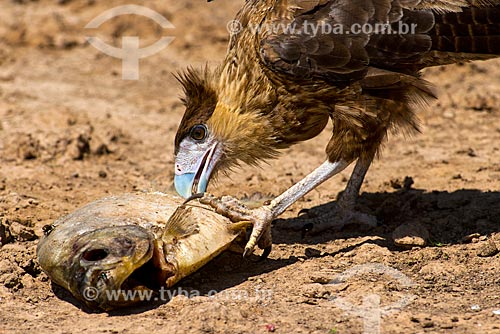  Subject: Carcara (Polyborus plancus) eating a Pacu / Place: Bodoquena city - Mato Grosso do Sul state (MS) - Brazil / Date: 10/2012 