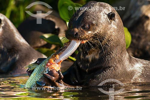  Subject: Giant otter (Pteronura brasiliensis) - Pantanal Park Road - eating a fish / Place: Corumba city - Mato Grosso do Sul state (MS) - Brazil / Date: 10/2012 