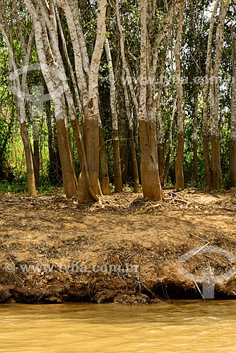  Subject: Mark on trees showing the water level in the flooded season of Cuiaba River / Place: Mato Grosso state (MT) - Brazil / Date: 10/2012 