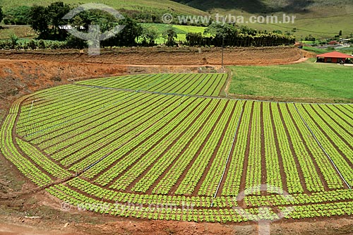  Subject: Plantation of vegetables / Place: Teresopolis city - Rio de Janeiro state (RJ) - Brazil / Date: 11/2013 