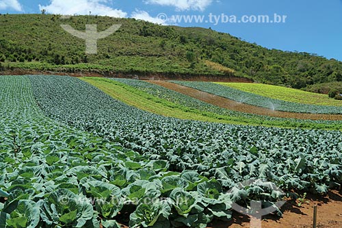  Subject: Plantation of vegetables / Place: Teresopolis city - Rio de Janeiro state (RJ) - Brazil / Date: 11/2013 