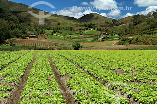  Subject: Plantation of vegetables / Place: Teresopolis city - Rio de Janeiro state (RJ) - Brazil / Date: 11/2013 