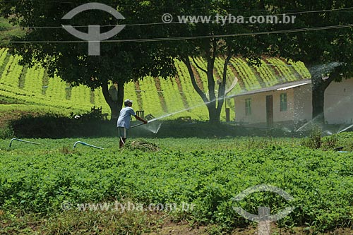  Subject: Plantation of vegetables / Place: Teresopolis city - Rio de Janeiro state (RJ) - Brazil / Date: 11/2013 