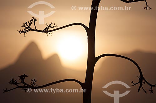  Subject: Silhouette of tree with Morro Dois Irmaos (Two Brothers Mountain) in the background / Place: Rio de Janeiro city - Rio de Janeiro state (RJ) - Brazil / Date: 09/2013 