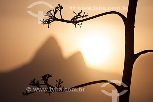  Subject: Silhouette of tree with Morro Dois Irmaos (Two Brothers Mountain) in the background / Place: Rio de Janeiro city - Rio de Janeiro state (RJ) - Brazil / Date: 09/2013 