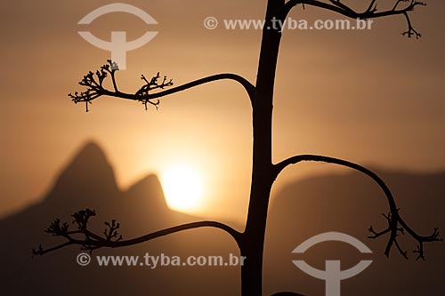  Subject: Silhouette of tree with Morro Dois Irmaos (Two Brothers Mountain) in the background / Place: Rio de Janeiro city - Rio de Janeiro state (RJ) - Brazil / Date: 09/2013 