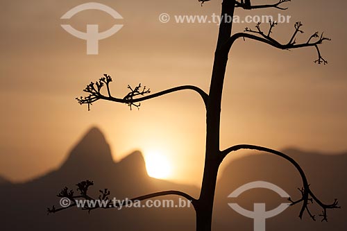  Subject: Silhouette of tree with Morro Dois Irmaos (Two Brothers Mountain) in the background / Place: Rio de Janeiro city - Rio de Janeiro state (RJ) - Brazil / Date: 09/2013 