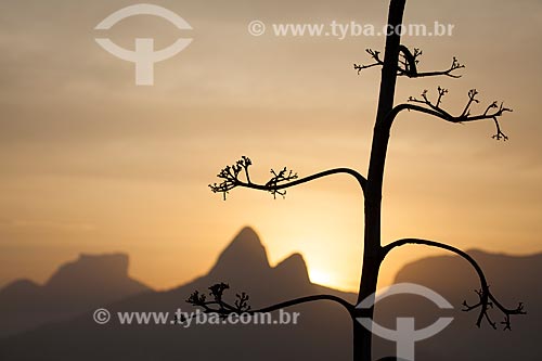  Subject: Silhouette of tree with Morro Dois Irmaos (Two Brothers Mountain) in the background / Place: Rio de Janeiro city - Rio de Janeiro state (RJ) - Brazil / Date: 09/2013 