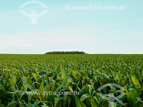  Subject: General view of corn plantation / Place: Holambra city - Sao Paulo state (SP) - Brazil / Date: 12/2013 