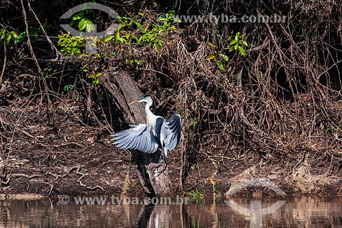  Subject: Cocoi Heron (Ardea cocoi) in the Guapore Valley / Place: Rondonia state (RO) - Brazil / Date: 08/2013 