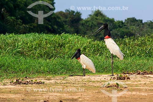  Subject: Jabiru (Jabiru mycteria) - Guapore Valley / Place: Rondonia state (RO) - Brazil / Date: 09/2012 