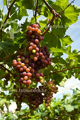  Subject: Detail of vineyard of Benitaka grape / Place: Nova Padua city - Rio Grande do Sul state (RS) - Brazil / Date: 01/2012 