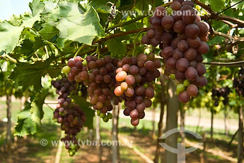  Subject: Detail of vineyard of Benitaka grape / Place: Nova Padua city - Rio Grande do Sul state (RS) - Brazil / Date: 01/2012 